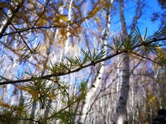 -塞罕坝国家级自然保护区