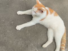 -猫岛主趣味餐厅(鼓浪屿店)