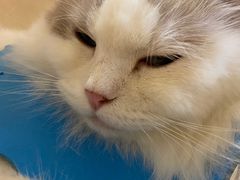 -滚猫咖啡·猫咖·猫友好撸猫(未来城店)