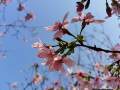 -天适樱花悠乐园