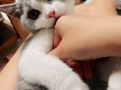 -宠爱国际动物医院·消化内科·心肾内科·ISFM猫友好(望京店)