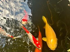 -鲤院·新中式美学·庭院餐厅(夫子庙店)