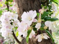 -海棠花溪(元大都城垣遗址公园)