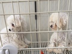 -唐小姐の私宠·宠物洗护美容·撸猫馆·购宠(周浦万达旗舰店)