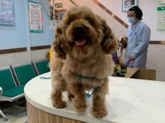 -总动员动物医院(宝丰院店)