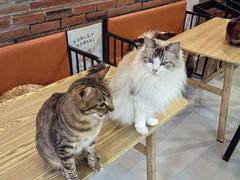 -豆逗聊愈猫阁Easy Life