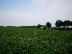-天津东丽湖风景区
