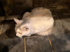 -张记牛肉面馆(天津路店)