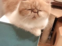 -more than meow吴止猫主题餐厅(承德 中船汇店)