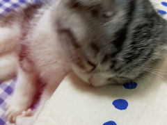 -糯米喵星人总部直营旗舰店·猫舍·幼猫出售