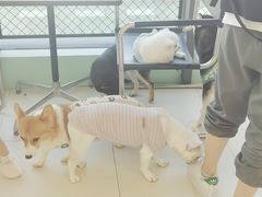 -怪兽屋·羊驼·猫咖·狗咖(俊华广场店)