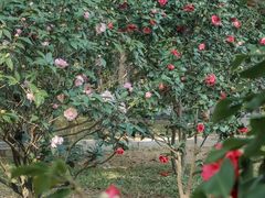 -深圳国际园林花卉博览园