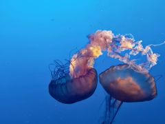 -太平洋海底世界