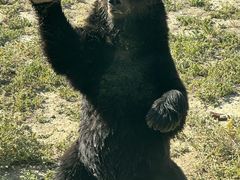 -新疆天山野生动物园