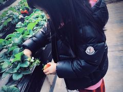 -甜心庄园·甜心草莓采摘园(西青中北店)