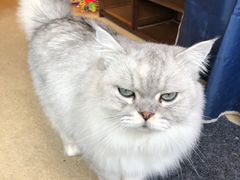 -猫友咖啡店(玉林西路店)
