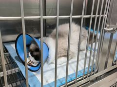-暖阳宠物医院·犬猫康复中心·骨科
