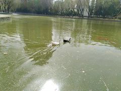 -团结湖公园