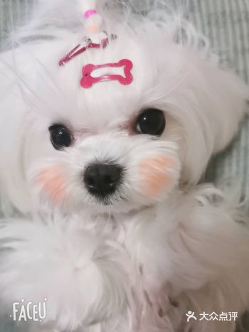 一进门就冲我叫，一直在我脚边转