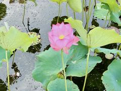-昆山城市生态森林公园