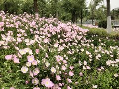 -北龙湖湿地公园