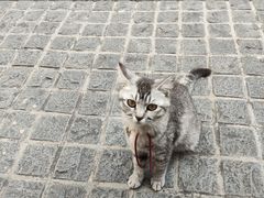 -猫岛主趣味餐厅(鼓浪屿店)