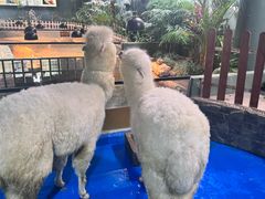 -上海大自然野生昆虫馆(东方明珠·爬宠昆虫探索中心)