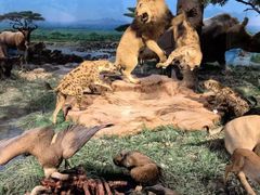 -国家自然博物馆