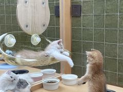 -帕帕拉兹宠物(亚洲旗舰店)