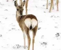 -大秃顶子山(雪谷店)