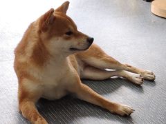 -柴源莊·柴小宠柴犬咖啡