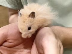 -楼上猫咖(罗湖店)