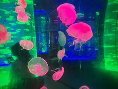 -海合安成都极地海洋公园