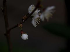 -白鹭湾湿地公园