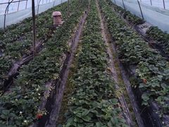 -胜丰草莓采摘园