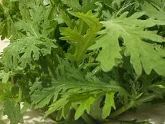 -烹然四季椰子鸡火锅(姚家园万象汇店)