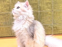 -帕帕拉兹宠物(亚洲旗舰店)