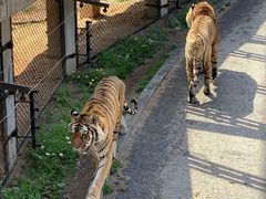 -大连森林动物园