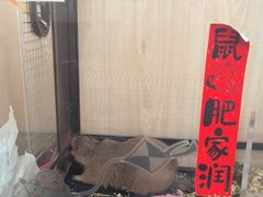 -佩兹宠物医院肿瘤专科·眼科·牙科(黄浦店)