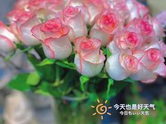 -循礼门鲜花花市(武汉循礼门店)