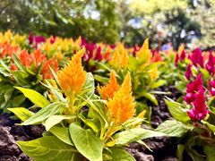 -上海共青森林公园