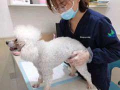 -佳怡动物医院·平价24小时·猫专科骨外科