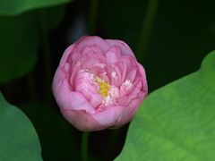 -陈家山荷花公园