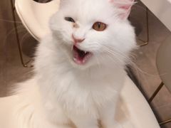 -飞行喵MR PILOT|猫舍·猫咖(静安大融城店)
