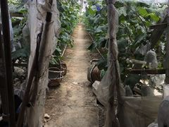 -马陆小张葡萄园农家乐