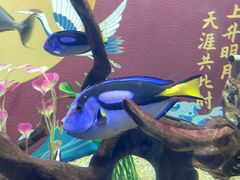 -烟台海昌鲸鲨海洋公园