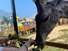 -西霞口神雕山野生动物世界