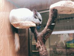 -藦茜花园宠物主题亲子互动体验馆(国顺东路店)