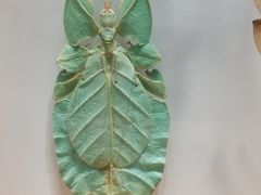 -大连自然博物馆