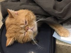 -伟伟宠物医院·CT影像中心·瑞派犬猫综合性门诊(汉口总院)